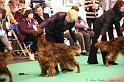 Crufts2011_2 056